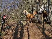 28 Tre bei cavalli di Sonzogno nel bosco